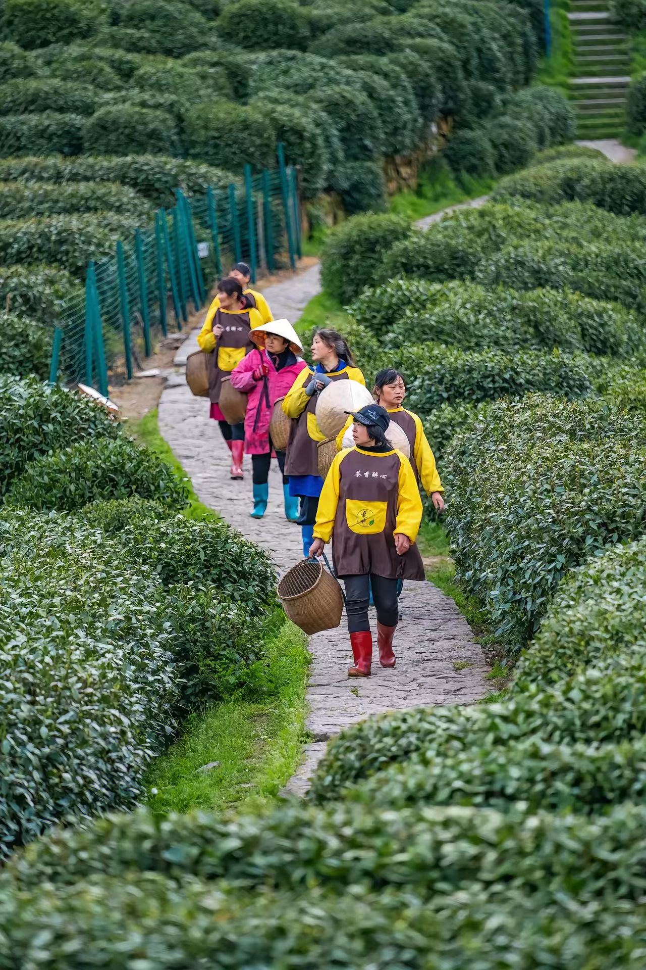 hangzhou-longjing-tea-harvest-experience.jpg