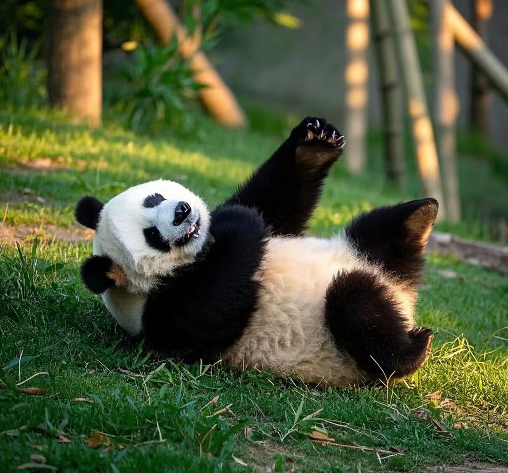 More Than Cute: A Behind-the-Scenes Look at Panda Conservation and Research