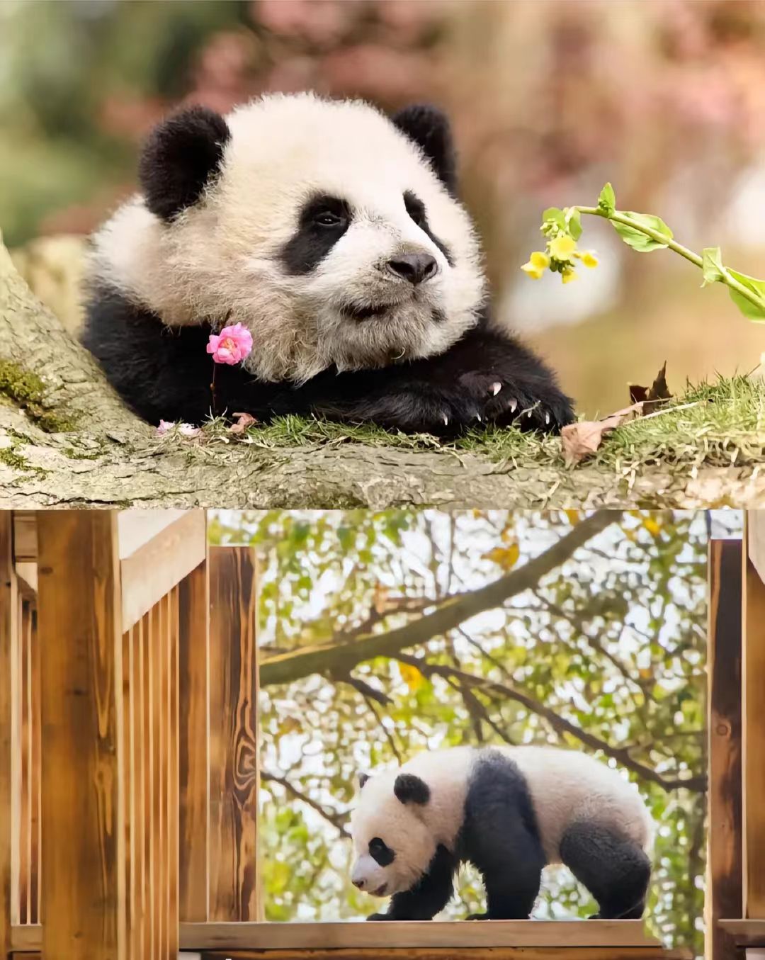 Chengdu Travel Guide for First-Time Visitors (2026 Complete Guide)